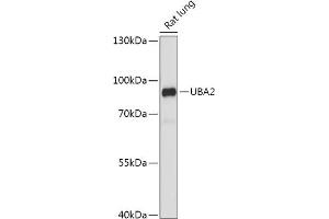 Western blot analysis of extracts of Rat lung, using UB antibody (ABIN7270634) at 1:1000 dilution. (UBA2 Antikörper  (AA 60-160))
