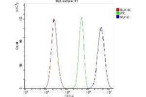 anti-Non-POU Domain Containing, Octamer-Binding (NONO) (AA 1-35), (N-Term) antibody