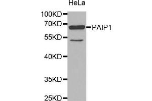 Western Blotting (WB) image for anti-Poly(A) Binding Protein Interacting Protein 1 (PAIP1) antibody (ABIN1877071)