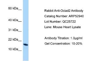 Western Blotting (WB) image for anti-OCIA Domain Containing 2 (OCIAD2) (N-Term) antibody (ABIN2785162)