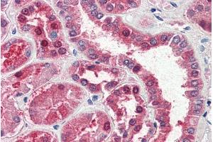 ABIN238623 (5µg/ml) staining of paraffin embedded Human Kidney. (GOT1 Antikörper  (AA 157-167))