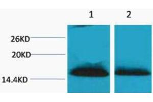 Western Blotting (WB) image for anti-Histone H1 (2meLys25) antibody (ABIN3181327) (Histone H1 Antikörper  (2meLys25))
