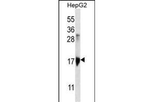 KRT3 Antibody (Center) (ABIN656583 and ABIN2845845) western blot analysis in HepG2 cell line lysates (35 μg/lane). (KRTAP1-3 Antikörper  (AA 88-117))