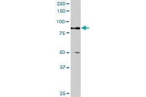 TRIM9 MaxPab rabbit polyclonal antibody. (TRIM9 Antikörper  (AA 1-550))