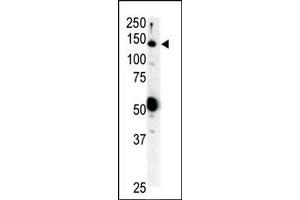 Image no. 1 for anti-Ret Proto-Oncogene (RET) (N-Term) antibody (ABIN359924) (Ret Proto-Oncogene Antikörper  (N-Term))