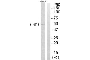 Western blot analysis of extracts from A549 cells, using 5-HT-6 antibody. (Serotonin Receptor 6 Antikörper)