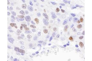 anti-Importin Subunit alpha-1 (KPNA2) (AA 1-50) antibody