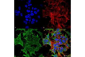 Immunocytochemistry/Immunofluorescence analysis using Mouse Anti-TASK1 Potassium Channel Monoclonal Antibody, Clone S374-48 . (KCNK3 Antikörper  (AA 251-411) (Biotin))