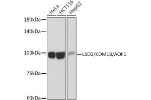 Western blot analysis of extracts of various cell lines, using LSD2/ antibody (ABIN7268325) at 1:1000 dilution. (KDM1B Antikörper)