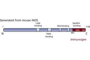 Image no. 3 for anti-Nitric Oxide Synthase 2, Inducible (NOS2) (AA 961-1144) antibody (ABIN967964) (NOS2 Antikörper  (AA 961-1144))