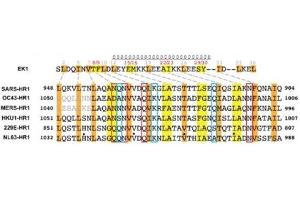 HR1 residues involved in interactions with EK1 are conserved across different HCoVs. (Coronavirus Spike Glycoprotein (CoV S) Peptid)