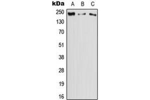 Western blot analysis of DOCK11 expression in HeLa (A), Raw264. (DOCK11 Antikörper  (Center))
