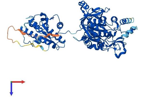 PAPSS1 Protein (AA 1-624) (His tag)
