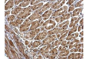 Immunohistochemistry (IHC) image for anti-G Protein Pathway Suppressor 1 (GPS1) (C-Term) antibody (ABIN2854694)