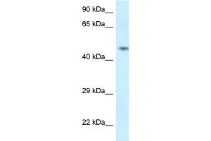 WB Suggested Anti-SPOCK2 Antibody Titration: 1. (SPOCK2/Testican 2 Antikörper  (N-Term))