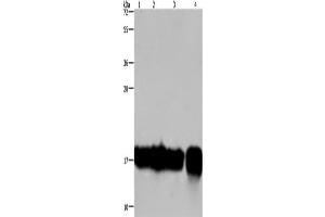 Western Blotting (WB) image for anti-Interleukin 17C (IL17C) antibody (ABIN2433185) (IL17C Antikörper)