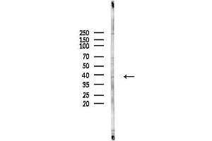Western blot analysis of lysates from Hela cells(heat-shock,45 min treatment), using Phospho-IKB alpha (Tyr305) Antibody at 1/1000 dilution.