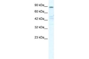 Western Blotting (WB) image for anti-Potassium Voltage-Gated Channel, KQT-Like Subfamily, Member 2 (KCNQ2) antibody (ABIN2461151)