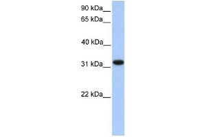 WB Suggested Anti-ETFA Antibody Titration: 0. (ETFA Antikörper  (N-Term))