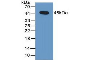 Western Blotting (WB) image for anti-serpin Peptidase Inhibitor, Clade F (Alpha-2 Antiplasmin, Pigment Epithelium Derived Factor), Member 1 (SERPINF1) (AA 21-415) antibody (ABIN7434437)
