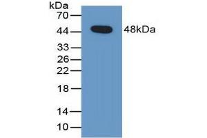 Detection of Recombinant PEDF, Human using Polyclonal Antibody to Pigment Epithelium Derived Factor (PEDF) (PEDF Antikörper  (AA 21-415))