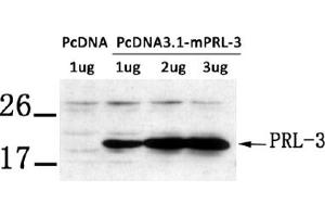 Image no. 1 for anti-Protein Tyrosine Phosphatase Type IVA, Member 3 (PTP4A3) (phosphorylated) antibody (ABIN401548) (PTP4A3 Antikörper  (phosphorylated))