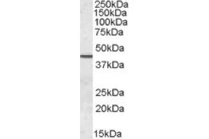 Image no. 1 for anti-Septin 2 (SEPT2) (N-Term) antibody (ABIN375051) (Septin 2 Antikörper  (N-Term))