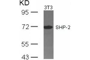 Image no. 3 for anti-Protein tyrosine Phosphatase, Non-Receptor Type 11 (PTPN11) (Tyr542) antibody (ABIN197594) (PTPN11 Antikörper  (Tyr542))