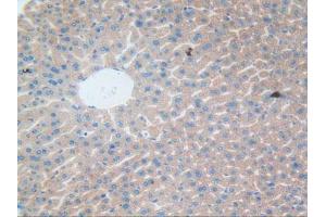 IHC-P analysis of Mouse Liver Tissue, with DAB staining. (CLEC10A Antikörper  (AA 69-273))