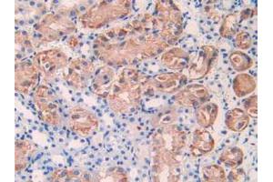 IHC-P analysis of Mouse Kidney Tissue, with DAB staining. (IL17RE Antikörper  (AA 457-630))