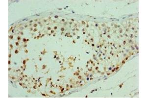 Immunohistochemistry of paraffin-embedded human testis tissue using ABIN7167040 at dilution of 1:100 (RDM1 Antikörper  (AA 125-284))