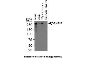 Image no. 1 for anti-Centromere Protein F (CENPF) (C-Term) antibody (ABIN363378) (CENPF Antikörper  (C-Term))