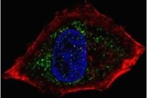 Immunofluorescence (IF) image for anti-Neuronal Differentiation 1 (NEUROD1) (AA 15-45) antibody (ABIN3031977)