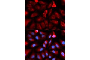 Immunofluorescence (IF) image for anti-FK506 Binding Protein 4, 59kDa (FKBP4) (AA 220-459) antibody (ABIN6140658)