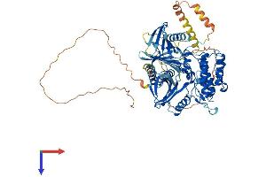 PLK2 Protein (AA 1-685) (His tag)