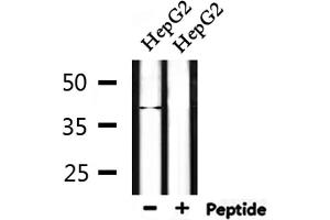 Western blot analysis of extracts from HepG2, using NEIL2 Antibody.