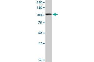 HSPA4 MaxPab rabbit polyclonal antibody. (HSPA4 Antikörper  (AA 1-840))