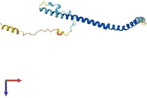 Caveolin 2 Protein (CAV2) (AA 1-162) (His tag)