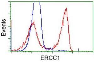 HEK293T cells transfected with either RC200478 overexpress plasmid (Red) or empty vector control plasmid (Blue) were immunostained by anti-ERCC1 antibody (ABIN2453001), and then analyzed by flow cytometry. (ERCC1 Antikörper)