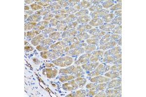 Immunohistochemistry of paraffin-embedded mouse stomach using VPS37A antibody at dilution of 1:100 (x40 lens). (VPS37A Antikörper)