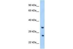 Image no. 1 for anti-Proline Rich Gla (G-Carboxyglutamic Acid) 4 (Transmembrane) (PRRG4) (AA 21-70) antibody (ABIN6748083) (PRRG4 Antikörper  (AA 21-70))