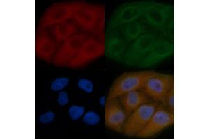 POMK Mouse Monoclonal Antibody staining Hela cells by IF/ICC. (SGK196 Antikörper)