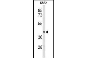 Western blot analysis of ENTPD2 Antibody in K562 cell line lysates (35ug/lane) (ENTPD2 Antikörper  (N-Term))