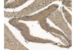 ST13 Mouse Monoclonal Antibody at 1/100 staining rat colorectal tissue by IHC-P.