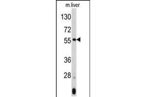 Western blot analysis of ANGPTL3 Antibody (N-term) (ABIN390666 and ABIN2840961) in mouse liver tissue lysates (35 μg/lane). (ANGPTL3 Antikörper  (N-Term))