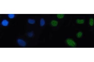 IF analysis of Nkx2. (NK2 Homeobox 5 Antikörper  (AA 15-132))