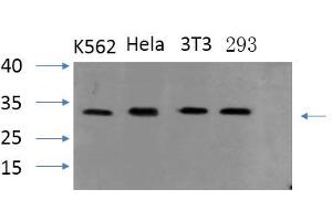 Western Blotting (WB) image for anti-PYD and CARD Domain Containing (PYCARD) antibody (ABIN5962406) (PYCARD Antikörper)