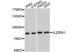 Western blot analysis of extracts of various cell lines, using IL22RA1 antibody (ABIN4904043) at 1:1000 dilution. (IL22 Receptor alpha 1 Antikörper)