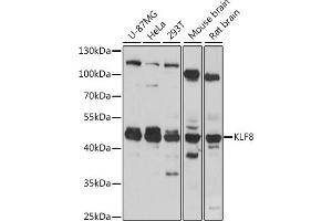 Western blot analysis of extracts of various cell lines, using KLF8 antibody (ABIN7268158) at 1:1000 dilution. (KLF8 Antikörper  (AA 210-280))