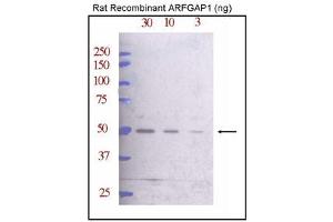 Western blot analysis of ARFG Antibody (C-term) (ABIN388996 and ABIN2839226) against rat recombinant ARFG (30, 10, and 3 ng/lane, left to right). (ARFGAP1 Antikörper  (C-Term))